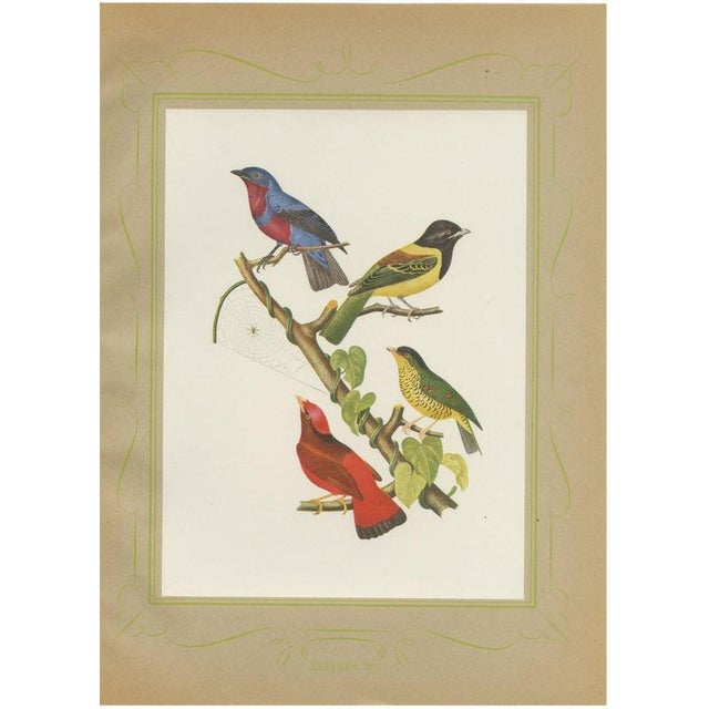 Descourtilz, Tanagers and Cotingas, Brazilian Bird Print, 1944, Paper For Sale - Image 12 of 12