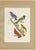 Descourtilz, Tanagers and Cotingas, Brazilian Bird Print, 1944, Paper For Sale - Image 12 of 12