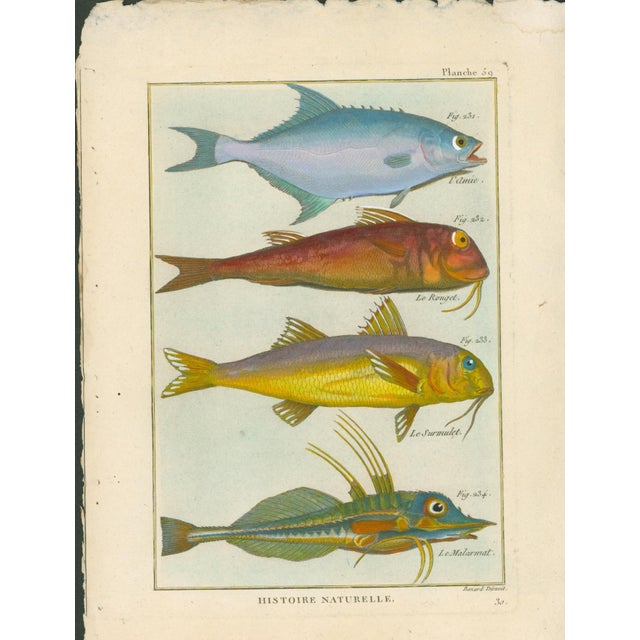 Original antique French natural-history fish plate, Planche 59, depicting four brilliantly colored fish including L'Amie,...