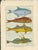 Original antique French natural-history fish plate, Planche 59, depicting four brilliantly colored fish including L'Amie,...