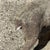 Vintage French Standing Deer Small 19" Cement Concrete Stone Garden Statue For Sale - Image 9 of 16