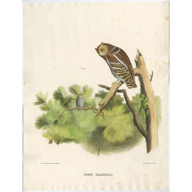 Antique print, titled: 'Scops Flammeola.' - Rare antique print showing the flammulated owl (Psiloscops flammeolus). This...