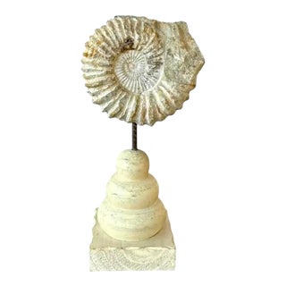 Ammonite Fossil Sculpture on Wooden Stand, Organic Modern Design For Sale