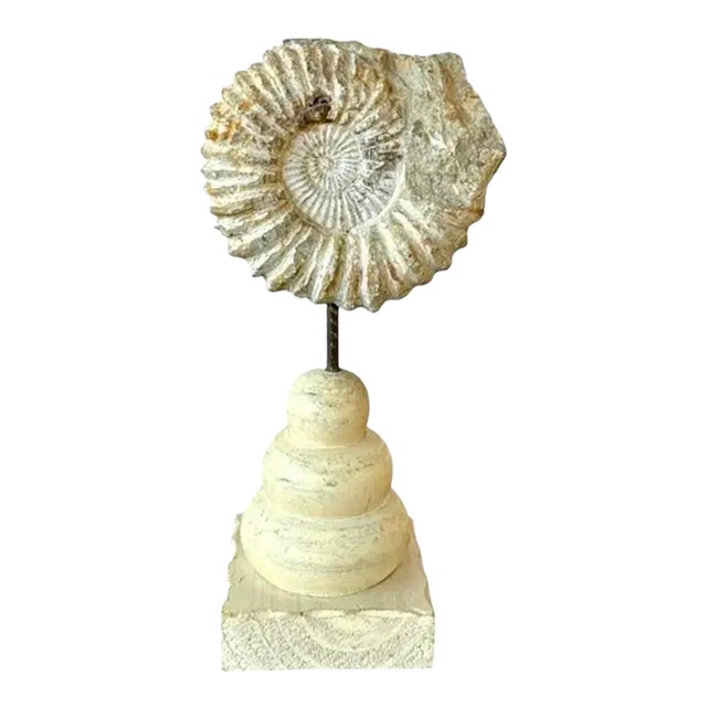 Ammonite Fossil Sculpture on Wooden Stand, Organic Modern Design For Sale