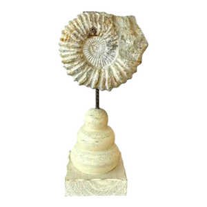 Ammonite Fossil Sculpture on Wooden Stand, Organic Modern Design