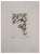 Cécile Reims, Bloom, 20th Century, Etching For Sale