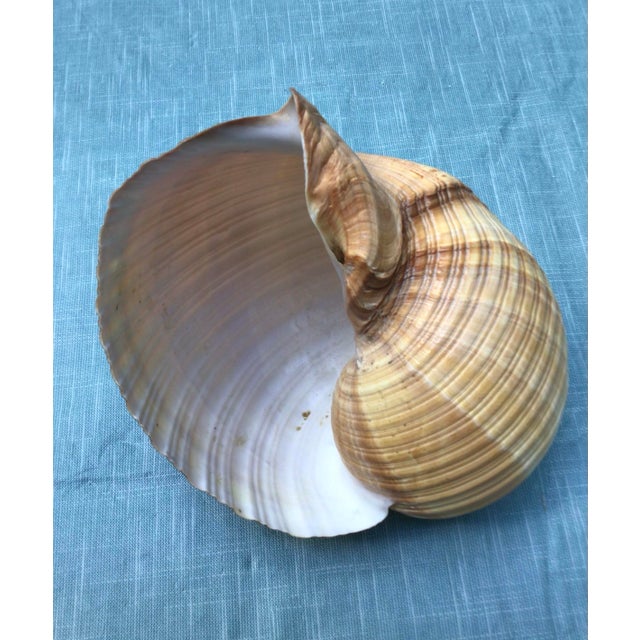 Rare Large Sea Shells from the Bahamas. Natural History Specimens Bundle. The 5 Pink Conch Shells were collected without...
