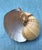 Rare Large Sea Shells from the Bahamas. Natural History Specimens Bundle. The 5 Pink Conch Shells were collected without...