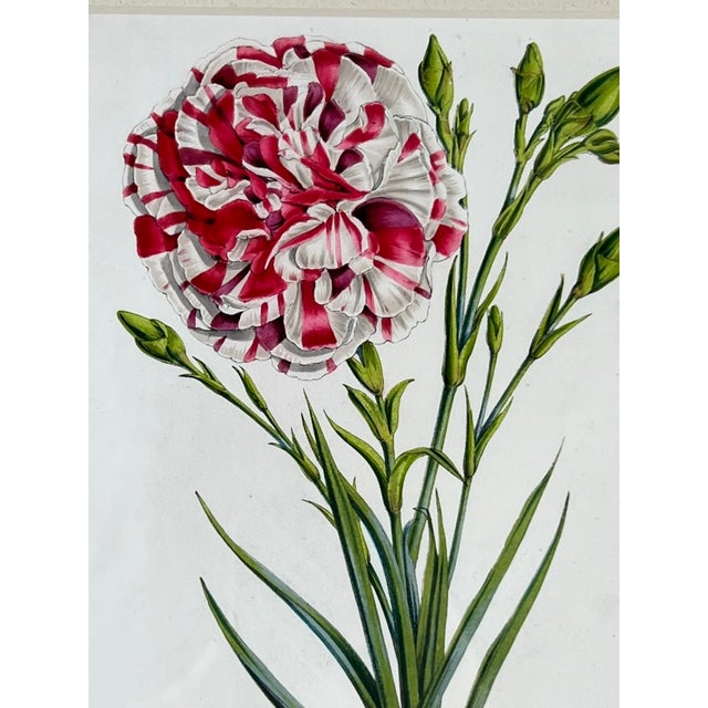 Vintage Trowbridge Custom Framed Botanical Print “Dianthus Caryophyllus” After Louis Stroobant, Belgium 1845-1888 For Sale - Image 10 of 10
