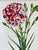 Vintage Trowbridge Custom Framed Botanical Print “Dianthus Caryophyllus” After Louis Stroobant, Belgium 1845-1888 For Sale - Image 10 of 10