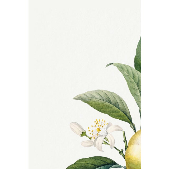 Illustration Orange by Redouté, Vintage Botanical Art Print, 12" X 16" For Sale - Image 3 of 8