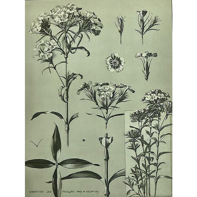 1902 -Set of 3 Antique French Botanicals- Ivy, Fushia, Sweet William, Documentation For Sale - Image 11 of 14