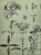 1902 -Set of 3 Antique French Botanicals- Ivy, Fushia, Sweet William, Documentation For Sale - Image 11 of 14