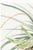 Wild Pineapple, Vintage Botanical Art Print Reproduction, 32" X 48" For Sale In Buffalo - Image 6 of 9