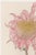Discover a beautifully restored vintage Japanese botanical art print featuring a soft blush pink chrysanthemum by Keika...