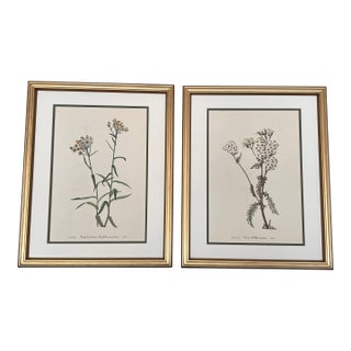 Vintage Botanical Framed Prints Set of 2 - Authentic 1953 Prints For Sale