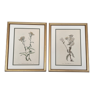 Vintage Botanical Framed Prints Set of 2 - Authentic 1953 Prints
