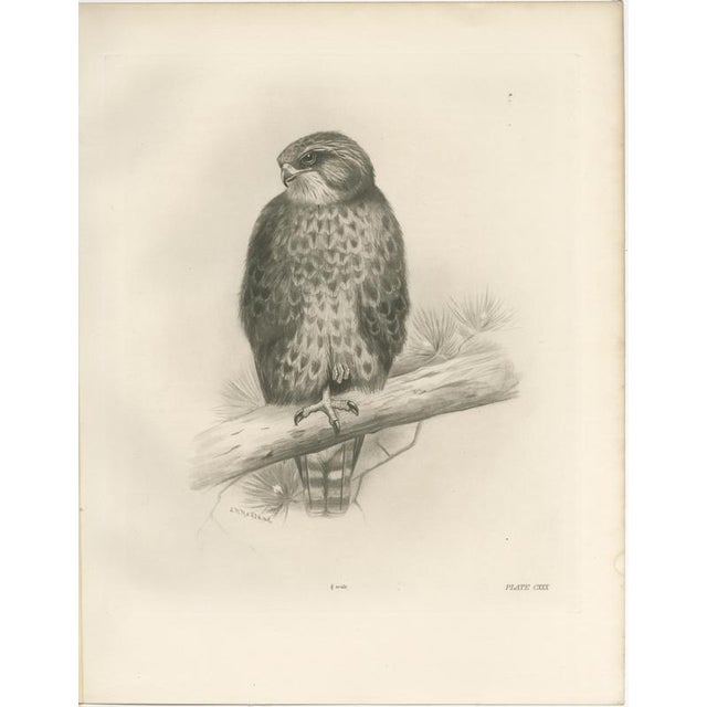 Lilian Marguerite Medland, Three British Raptors: Buzzards and Adult Goshawk, 1908, Photogravure, Set of 3 For Sale - Image 6 of 10