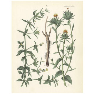 Calwer, Madder and Safflower, 1854, Print For Sale