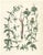 Calwer, Madder and Safflower, 1854, Print For Sale