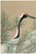 Japanese crane art print by Kamisaka Sekka, reproduced from the 1909 Momoyogusa woodblock series, featuring elegant cranes...