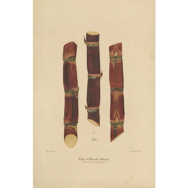 Antique sugarcane chromolithograph, teboe soerat mauritius, java 1892 this large chromolithographic plate depicts a single...