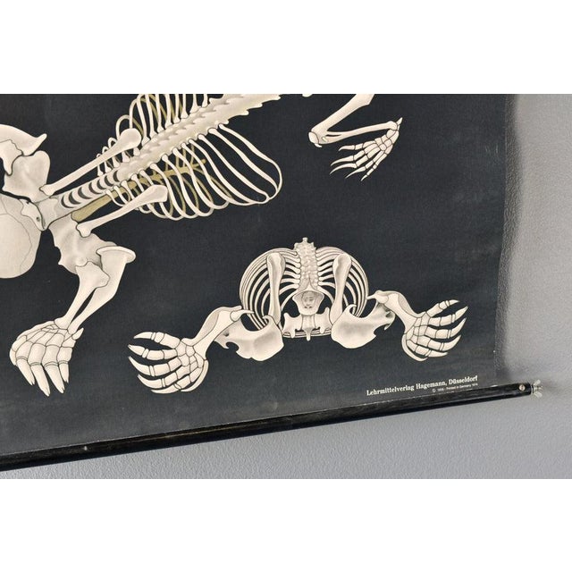 1950s Wall Chart of the Mole by Jung-Koch-Quentell, 1950s For Sale - Image 5 of 8