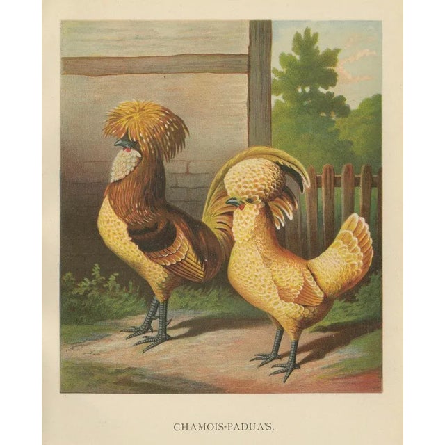 Late 19th Century Foerster, The Chamois Polish Chicken, 19th Century, 1888, Print For Sale - Image 5 of 10