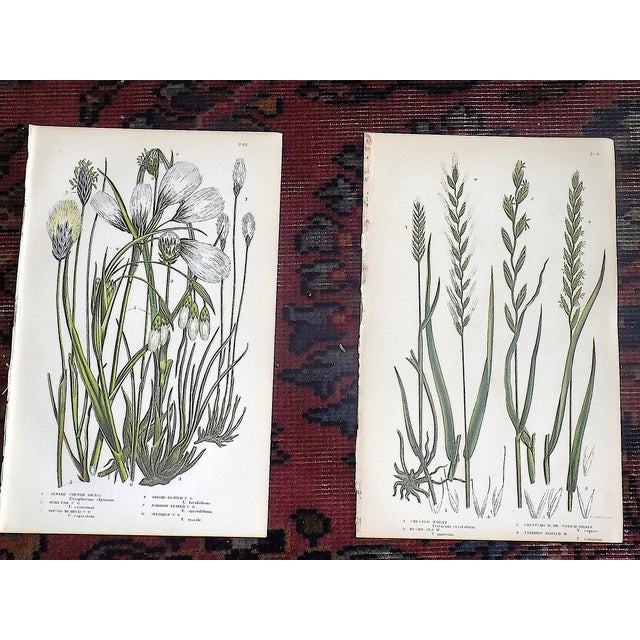 Antique 19th Century Botanical Lithographs - Set of 12 For Sale In Cincinnati - Image 6 of 10