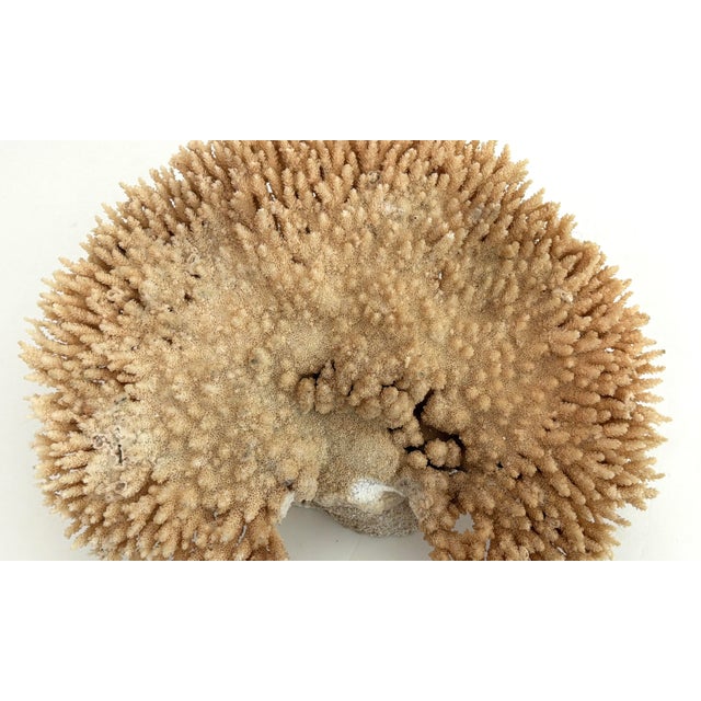 Shell Natural Table Coral Specimen Coastal Decor For Sale - Image 7 of 8