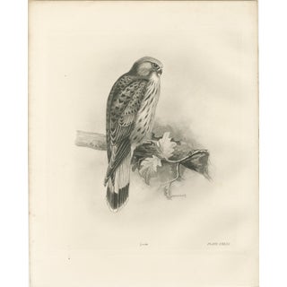 Lilian M. Medland, Common Kestrel, 1908, Monochrome Ornithological Plate For Sale