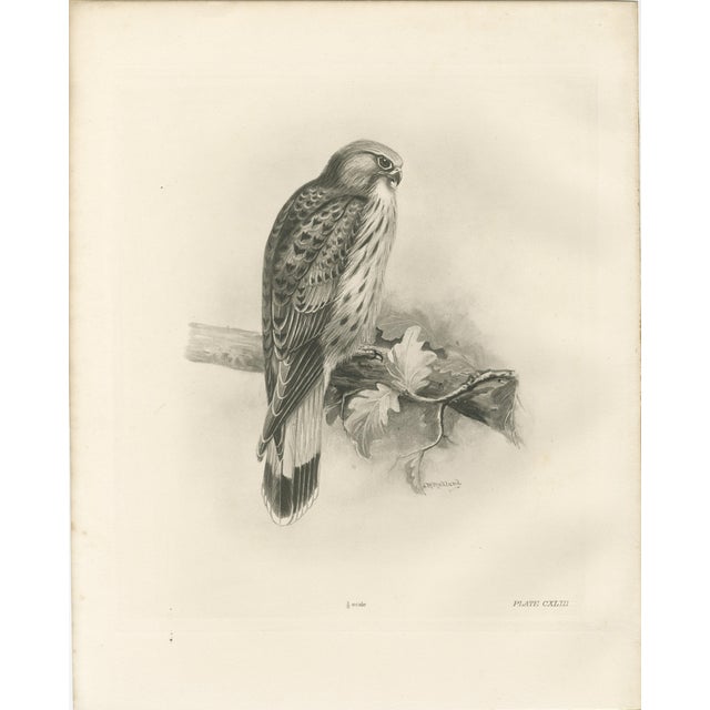 Lilian M. Medland, Common Kestrel, 1908, Monochrome Ornithological Plate For Sale