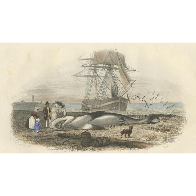After Édouard Traviès, Le Requin (Shark), 1840, Hand-Colored Engraving For Sale - Image 4 of 10