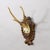 Antique Black Forest Red Deer Trophy on Carved Plaque ca. 1930s An antique unequal 6 pointer red deer (Cervus elaphus)...