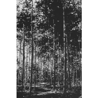 Where No One Hears by Todd Carpenter | Oil on Board Black and white forest landscape. For Sale