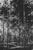 Where No One Hears by Todd Carpenter | Oil on Board Black and white forest landscape. For Sale
