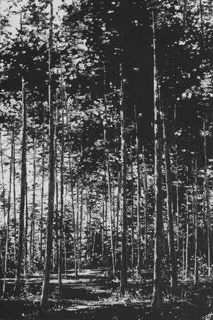 Where No One Hears by Todd Carpenter | Oil on Board Black and white forest landscape.