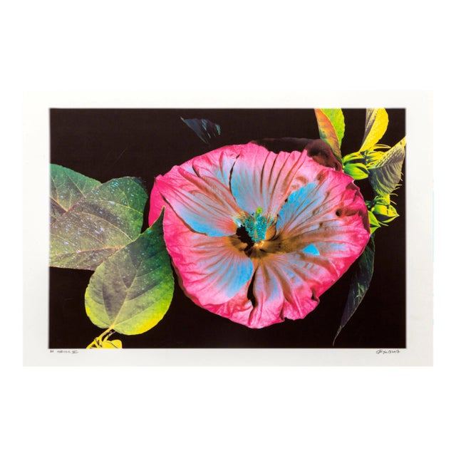 Michael Knigin, Hibiscus Iii, Archival Pigment Print For Sale