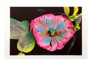 Michael Knigin, Hibiscus Iii, Archival Pigment Print