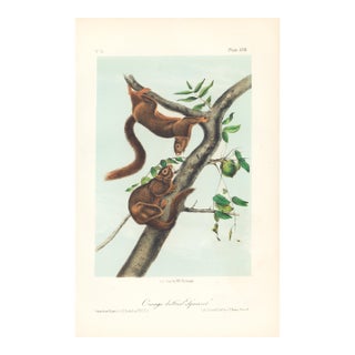 1851 Audubon Quadruped Octavo Lithograph "Plate 58 Orange-Bellied Squirrel" For Sale