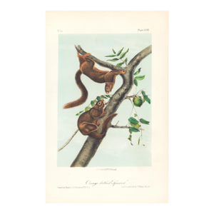 1851 Audubon Quadruped Octavo Lithograph "Plate 58 Orange-Bellied Squirrel"