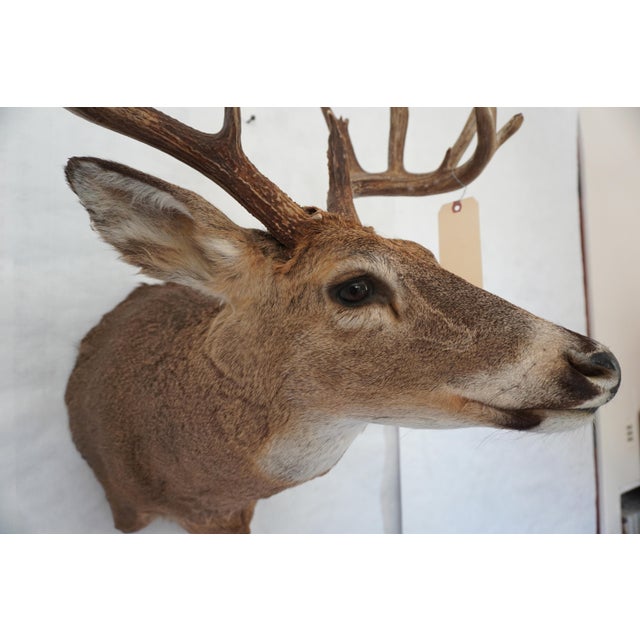 Tan White Tail Deer Head & Shoulder Mount For Sale - Image 8 of 18