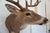 Tan White Tail Deer Head & Shoulder Mount For Sale - Image 8 of 18