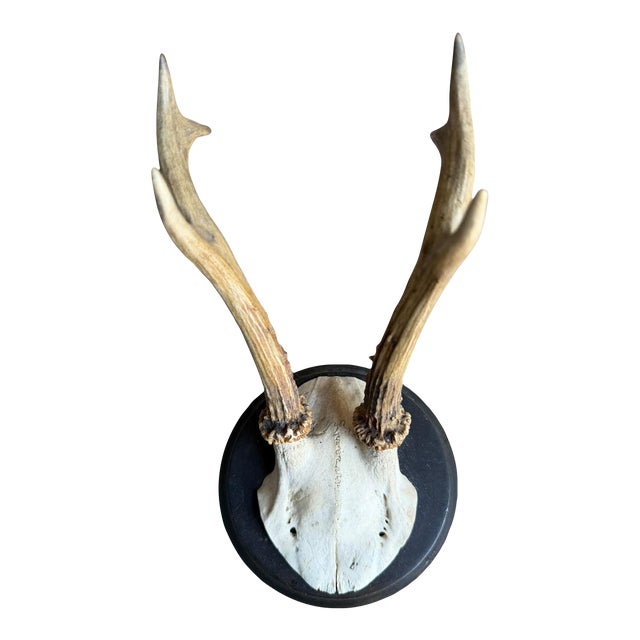 Roe Deer Trophy 207 Black Forest Antlers For Sale