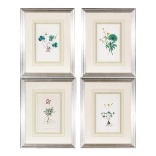 Antique Framed Botanical Prints of Flower Specimens by Samuel Curtis (Walworth Surrey, England - 19th Century) - Set of 4 For Sale