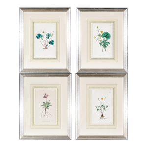 Antique Framed Botanical Prints of Flower Specimens by Samuel Curtis (Walworth Surrey, England - 19th Century) - Set of 4