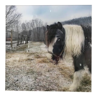 Acrylic Mounted Black & White Horse Photograph For Sale