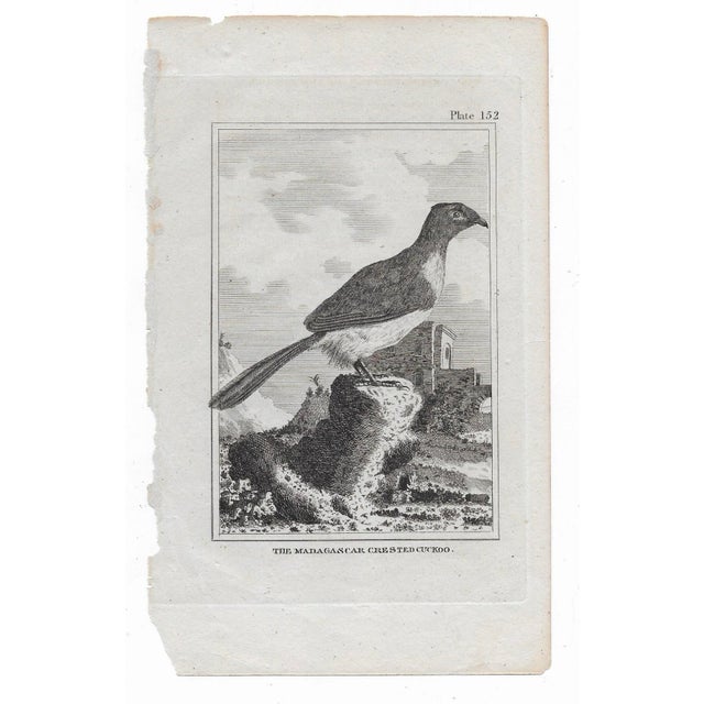 Antique ornithology engraving of "Madagascar Crested Cuckoo" by Georges-Louis Leclerc, Comte de Buffon (1707-1788) from an...