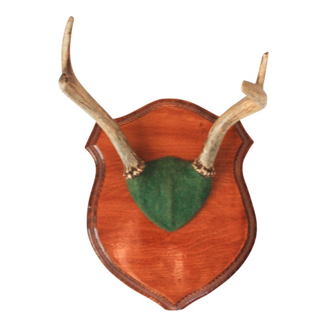 Vintage Four Point Whitetail Deer Antler Plaque For Sale