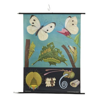 Educational Butterfly Wall Chart by Jung, Koch, & Quentell for Hagemann, 1950s For Sale